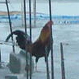 Meet your Posher, Pen1ny